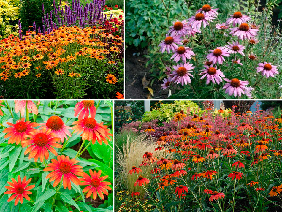 Цветы многолетние садовые фото и название цветущие все лето низкорослые
