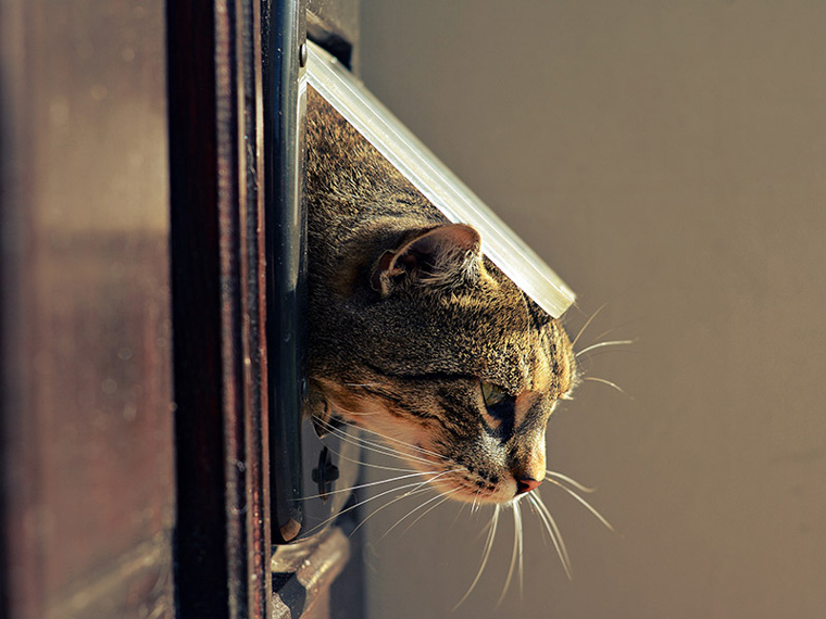 Дверца для кошек в дверь