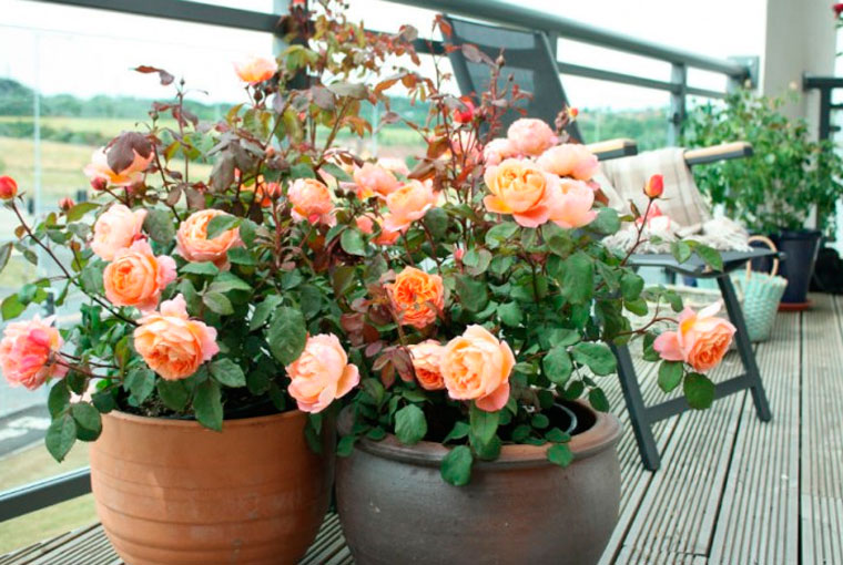 розы на восточном балконе