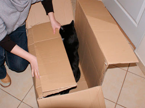 зимний домик для кошки из коробки