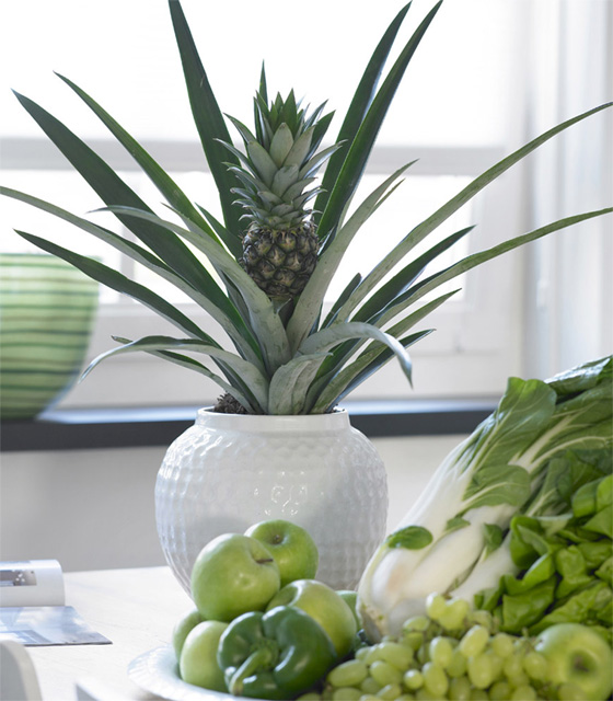 Можно ли выращивать ананас в домашних условиях?