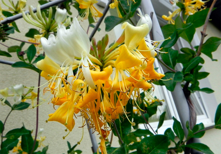 Желтые цветы вьющиеся фото и названия