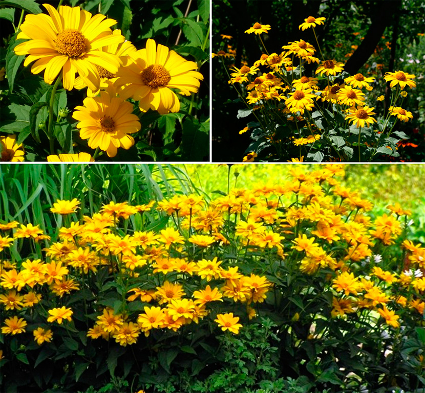 Летние цветы садовые многолетники фото и названия