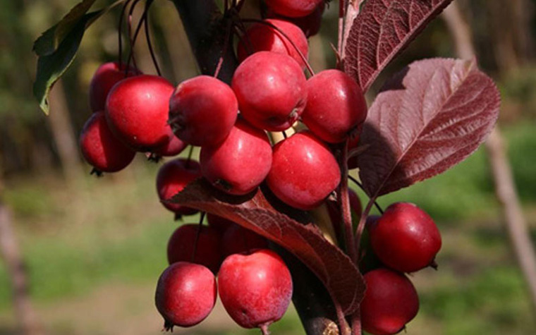 Декоративная яблоня с красными листьями – фото