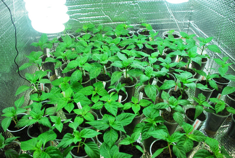 Готовые гроубоксы – выращивание растений: вентиляция, влажность